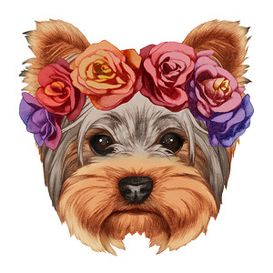 手绘花环插画摄影照片_约克夏犬与头部的花环