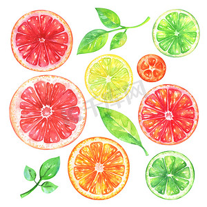 金色手绘灯笼摄影照片_ 手绘柑橘类水果套装。水彩柚子, 橙, 柠檬, 金桔, 石灰和绿色叶子在白色背景