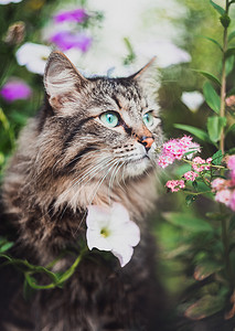花猫啤酒摄影照片_一只胖胖的猫坐在花园里嗅着花.在公园的大自然中散步的宠物
