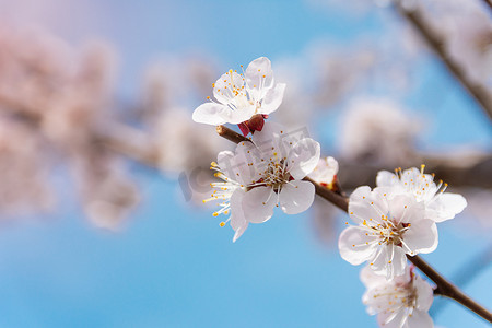 杏花摄影照片_春天树上的花, 杏花盛开, 近距离的景色 