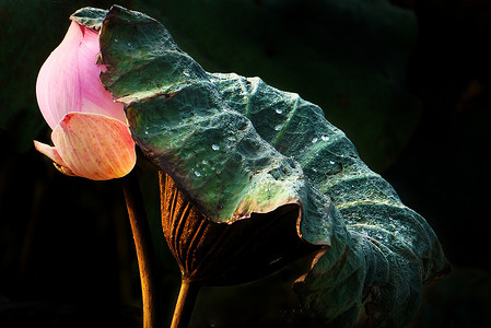 荷叶黑色摄影照片_荷叶的抽象保护莲花