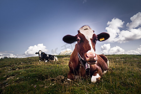 蓝色天空摄影照片_看着相机的好牛