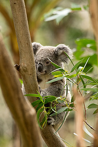考拉坐落在旷野的树枝上。澳大利亚.