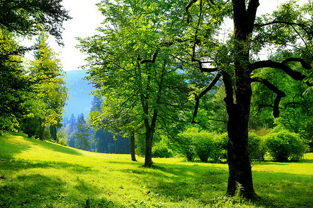 公园里的树木摄影照片_自然背景夏天草甸与美丽的山脉和蓝蓝的天空，与轻云背景上公园里的树木