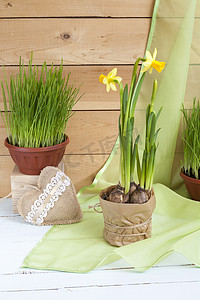 hearts摄影照片_Yellow daffodil (narcissus) and fresh herbs in pots and handmade Valentines Day hearts on a light wooden background