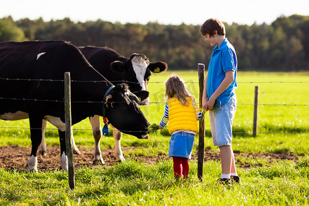 孩子饲喂奶牛的农场
