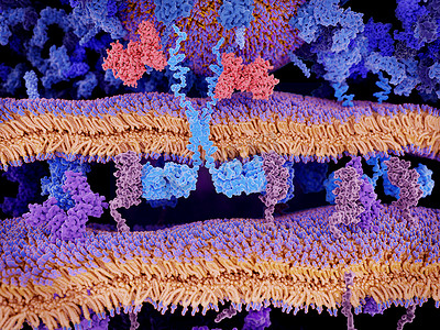 浅蓝色ppt摄影照片_t 淋巴细胞表面的工程受体 (浅蓝色) 与白血病细胞上的 Cd19 抗原分子 (品红色) 特别结合。这激活了 t 细胞中的信号级联, 导致含有穿孔素的囊泡的分离。