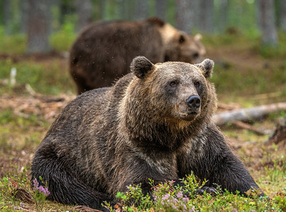 成年棕熊在森林里. 学名：Ursus arctos 。 自然生境.