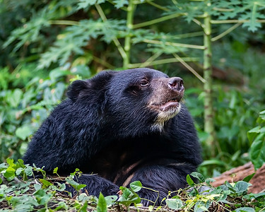 亚洲黑熊（Ursus thibetanus）野生动物与大自然