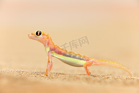 来自纳米比亚纳米布沙丘的 gecko。在自然沙漠的栖息地, 网络足的棕榈壁虎壁虎。蜥蜴在纳米布沙漠与蓝天与云, 广角。野生动物自然.