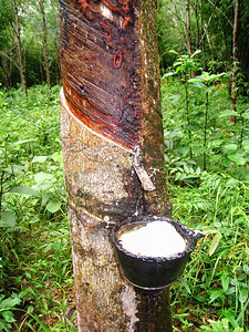 乳汁摄影照片_橡胶树的乳汁流进一个木碗