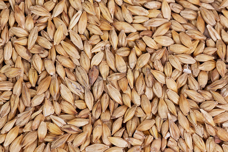 Barley beans in wooden plate. Grains of malt close-up. Barley on sacking background. Food and agriculture concept.