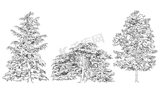 树木，橡木，桦木、 杉木、 松树。素描集合