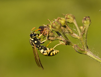 黄蜂摄影照片_马蜂 cf gallicus。纸黄蜂