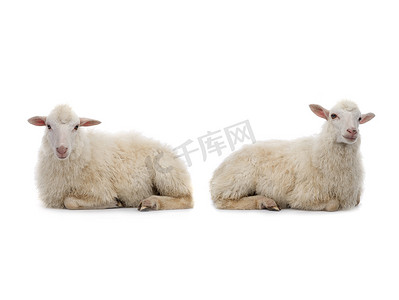 两只摄影照片_两只躺在白色背景上的羊.