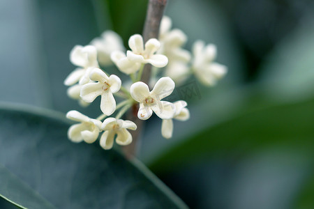 桂花花在树枝上的特写