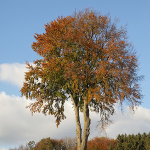 落叶树在秋、 萨克森、 德国