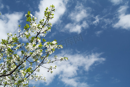 白云朵朵摄影照片_朵朵樱花树分支下蓝