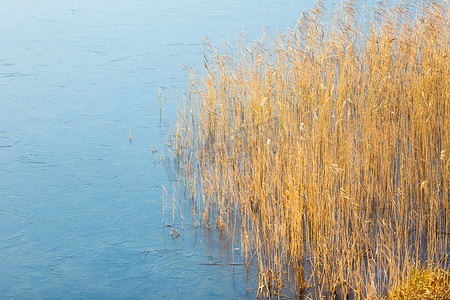 结冰的湖岸上的芦苇