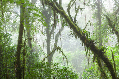 雾雨林蒙特沃德云雾森林保护区