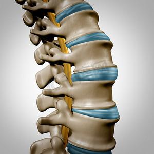 身体结构人体摄影照片_人体脊柱解剖科