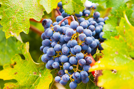 红葡萄在葡萄园中的特写。纳帕谷。加利福尼亚州。美国