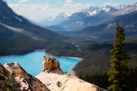 花栗鼠坐在岩石顶部与美丽的加拿大落基山脉的背景。在加拿大艾伯塔省班夫国家公园 Peyto 湖拍摄.