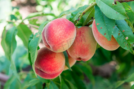 桃花源。夏季花园水果。树上的成熟桃子。桃子的收获。在阳光明媚的日子里, 花园里有红色的桃子。分枝与成熟的桃子和叶子.
