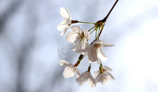 美妆春光节电商摄影照片_樱花叶在蓝色的春光背景下盛开.