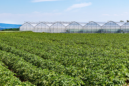 Organic farming in Germany  Long rows of potato plants in front of modern greenhouses. Hesse, Germany