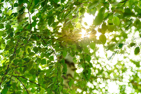 太阳光线摄影照片_桦木绿色叶子