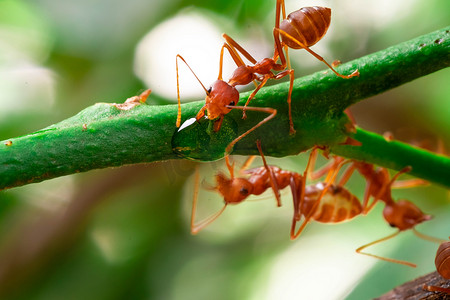 red ant, action ant drinking water drop on the branch big tree, in garden among green leaves blur background, selective eye focus and black backgound, macro