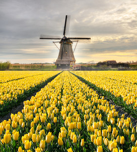 荷兰风车的郁金香场