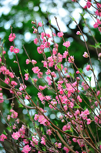 盛开在春天用粉色的花树