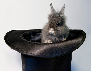 Rabbit bunny in top hat 