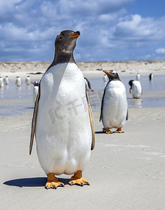 两家只企鹅一个在前面一个在后面在福克兰岛