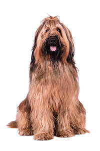 brie摄影照片_Briard (Berger de Brie)狗的肖像