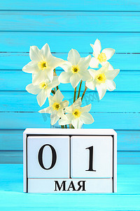 白色木制日历与文本俄语: 5月1日。蓝色木桌上的水仙花白色花朵。劳动节和春天.