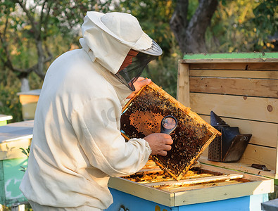蜂巢抑菌摄影照片_养蜂人考虑蜜蜂在蜂巢用放大镜