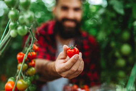 温室企业家人收集新鲜西红柿。农村农场的男工采摘甜蔬菜.农业有机产品概念