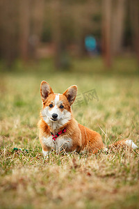秋摄影照片_狗的品种威尔士柯基犬图片彭布罗克