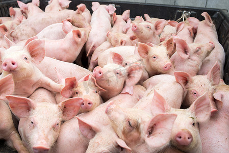 农贸肉摊位摄影照片_农场里的小猪，摊位上的猪。肉类行业.