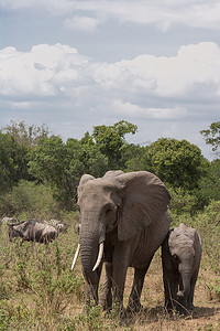 马赛马拉摄影照片_大象在路上。肯尼亚马赛马拉的灌木丛