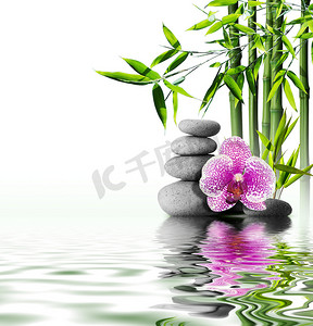 紫色兰花花结束竹上水