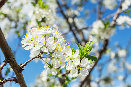 美妆春光节电商摄影照片_在盛开的梅花树。明媚的春光天空背景.