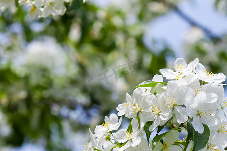 春天树花摄影照片_苹果树花在春天的开始