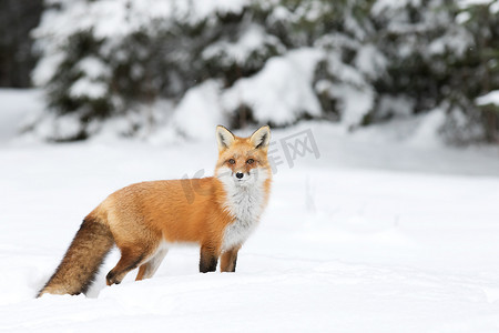 红色狐狸 (狐狸狐狸) 与浓密的尾巴漫步在雪在阿冈昆公园在加拿大