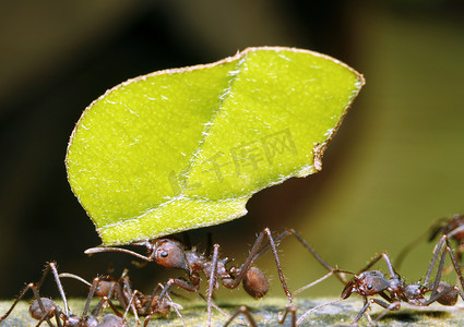 蚂蚁怪物摄影照片_叶刀蚂蚁