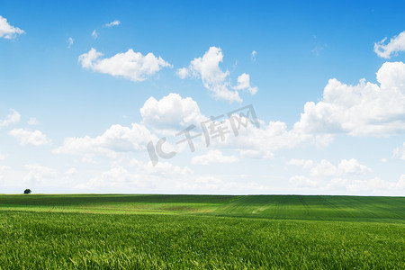 白云朵朵摄影照片_自然背景。树和绿色领域着朵朵白云回来