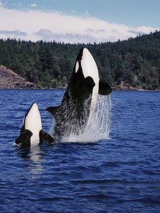 Killer Whale, Orcinus orca, Mother and Calf Leaping,加拿大 